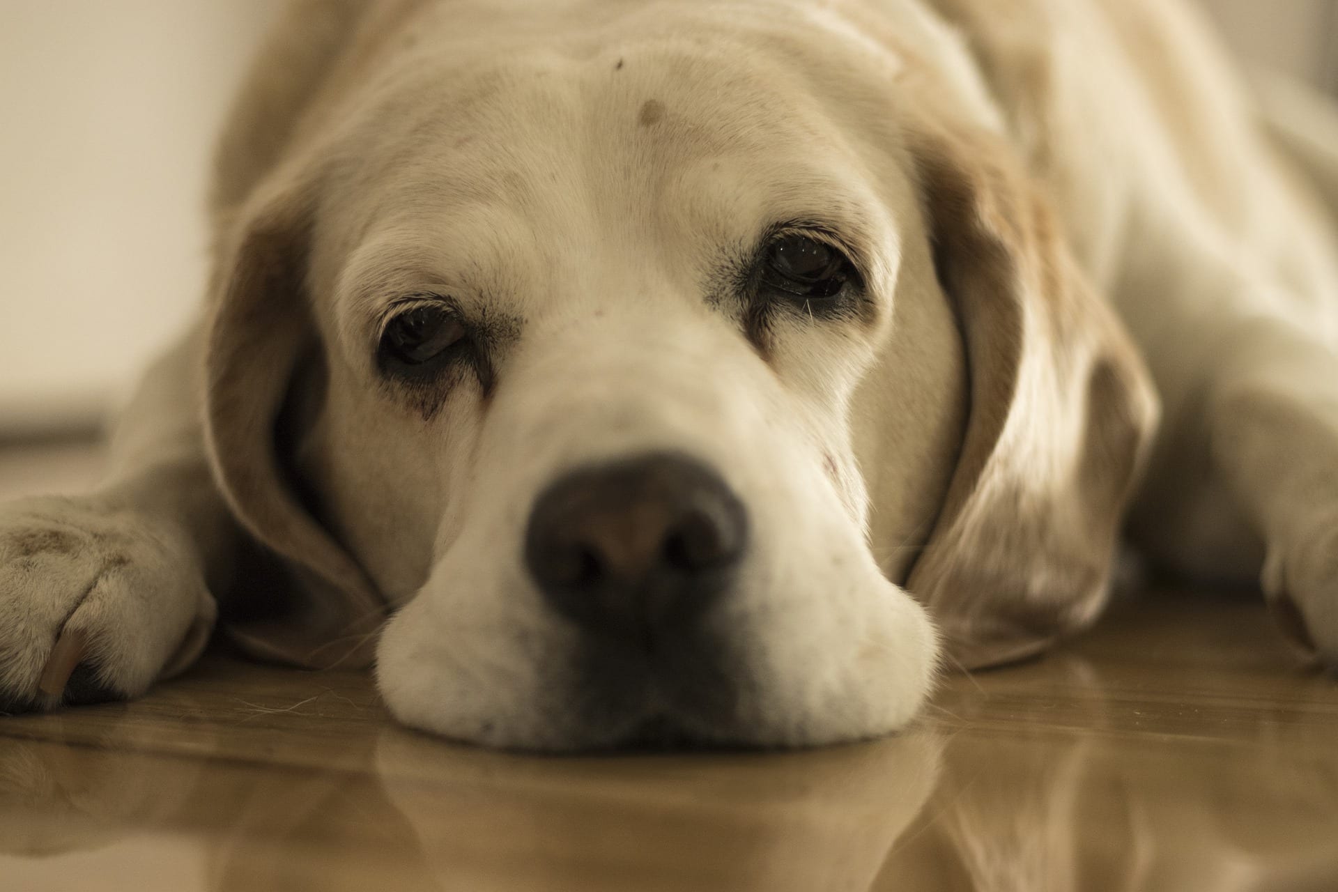 bored dog
