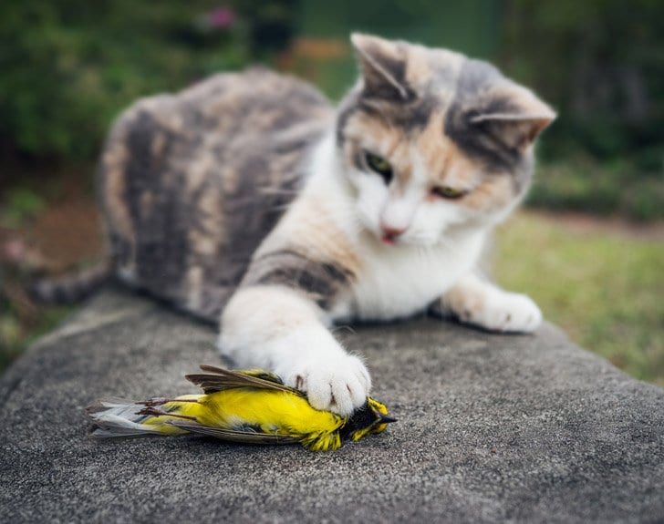 feral cat