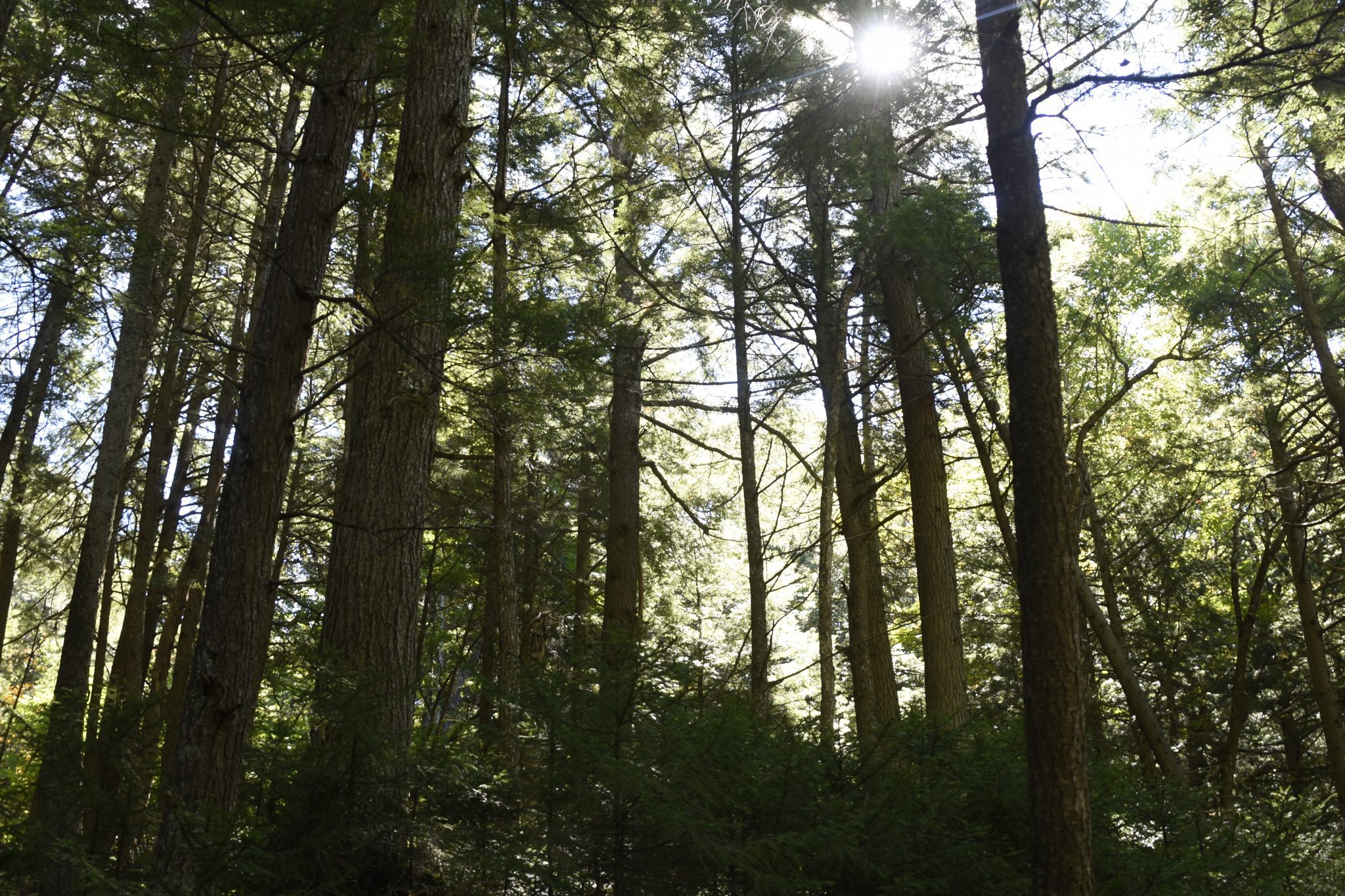hemlock grove