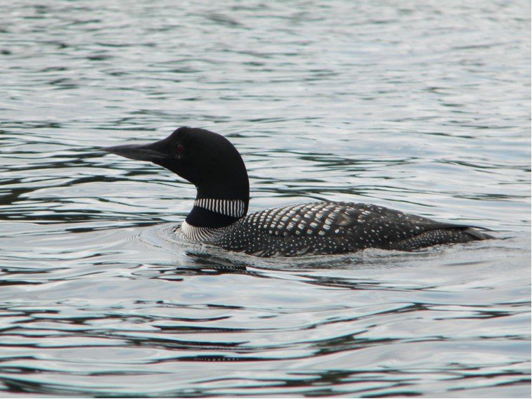 loon