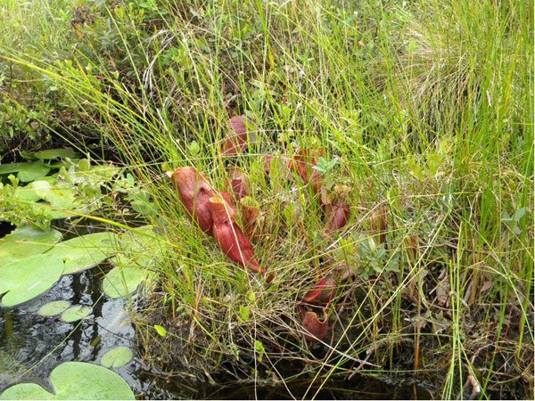 pitcher plant