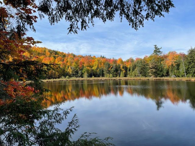 fall foliage