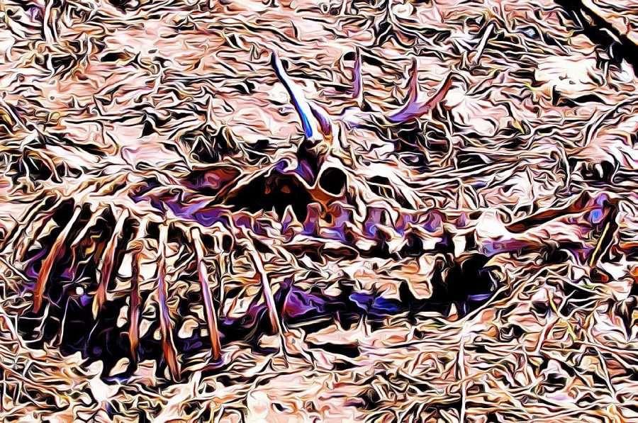 remnants of life