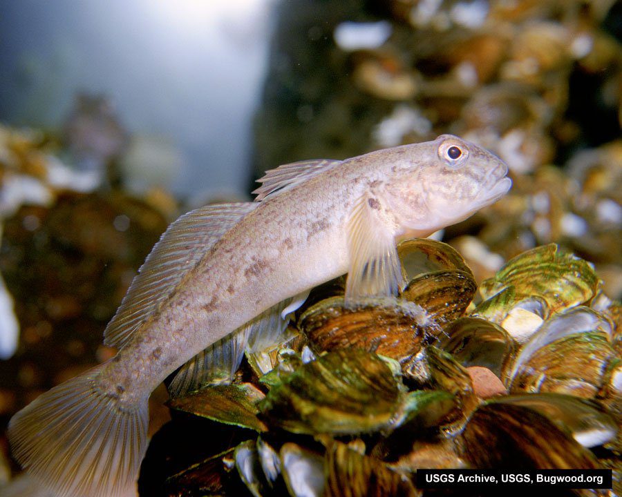 round goby
