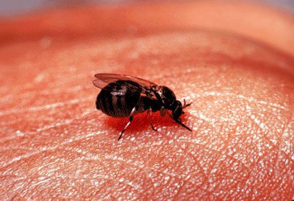 black fly