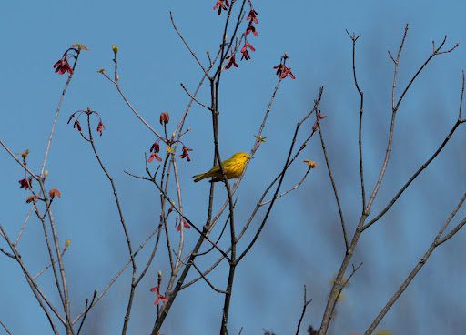 warbler bird migration
