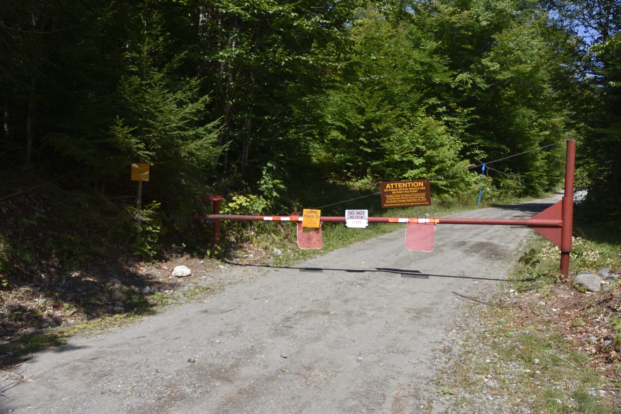 wild forest roads