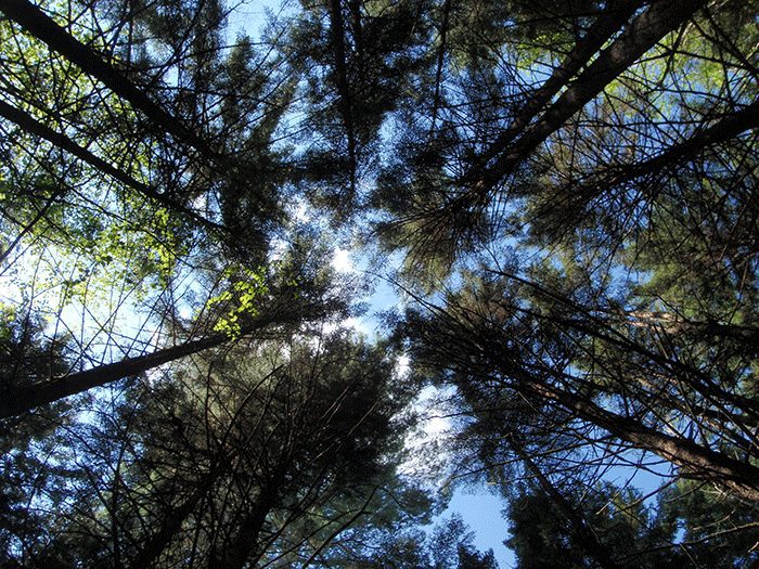 tree canopy