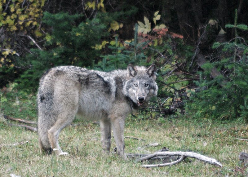 wolves