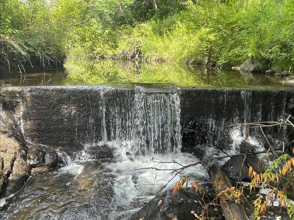 A small dam in Reber removed last year fragmented stream habitat even though it wasn't registered on the state's dam inventory, many hundreds like it may exist across the state. Photo by Zachary Matson.