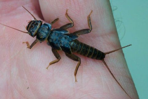 Stonefly Nymph