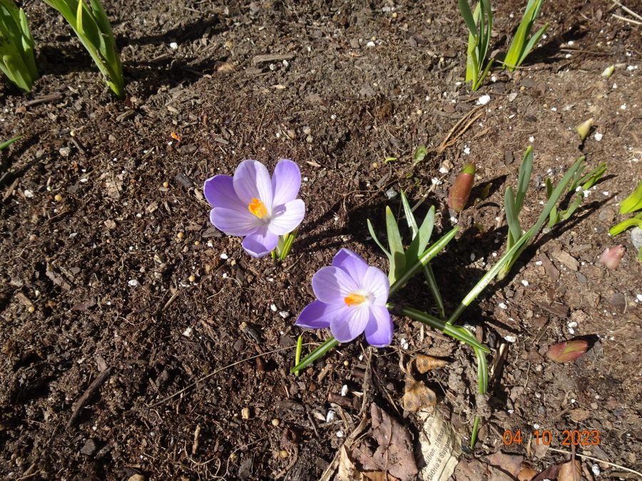 Crocus
