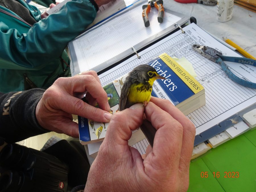 Canada Warbler