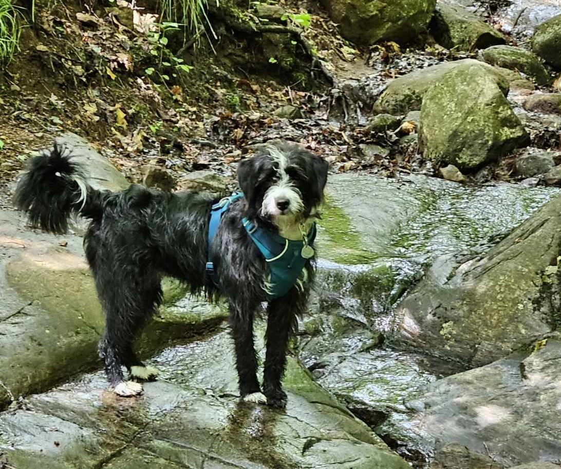 black and white dog on hiking trail