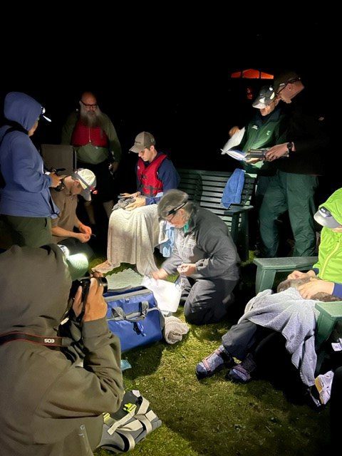 Loon banding on Sixth Lake