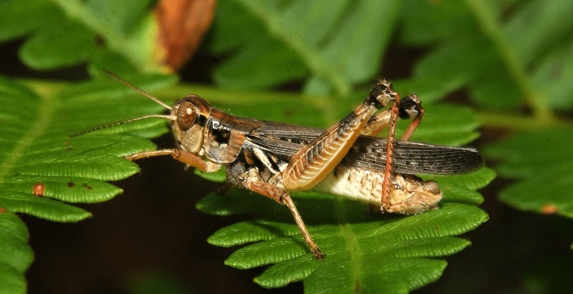 Migratory Grasshopper