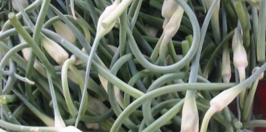 Garlic scapes