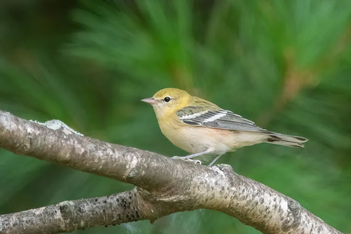 Bay-Breasted Warbler