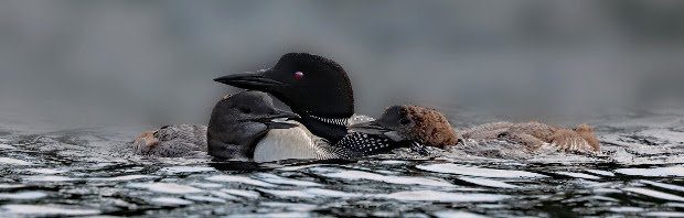 loon on a lake
