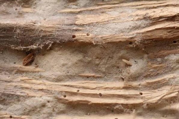 Emergence holes and fine boring dust produced by powderpost beetles.