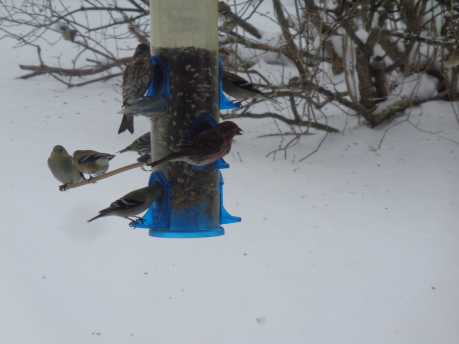Birds at feeders
