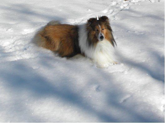 Sheepdog in the snow