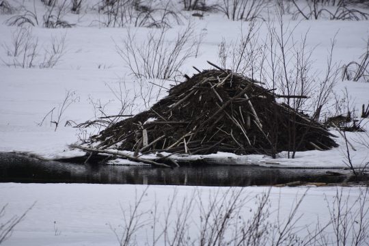 Beaver dam