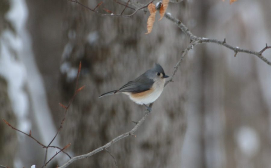 Tufted titmouse