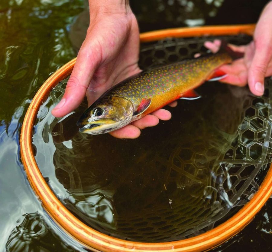 Trout Power volunteer holds a brook trout.