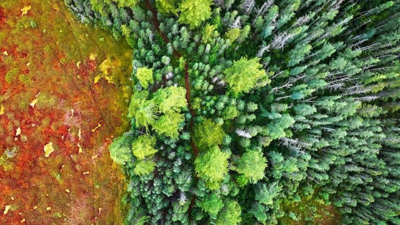 aerial view of forest