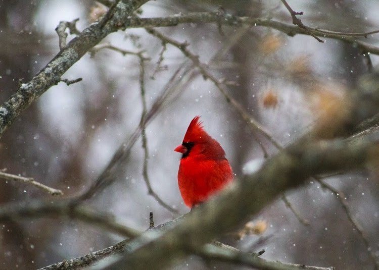 northern cardinal in a tree