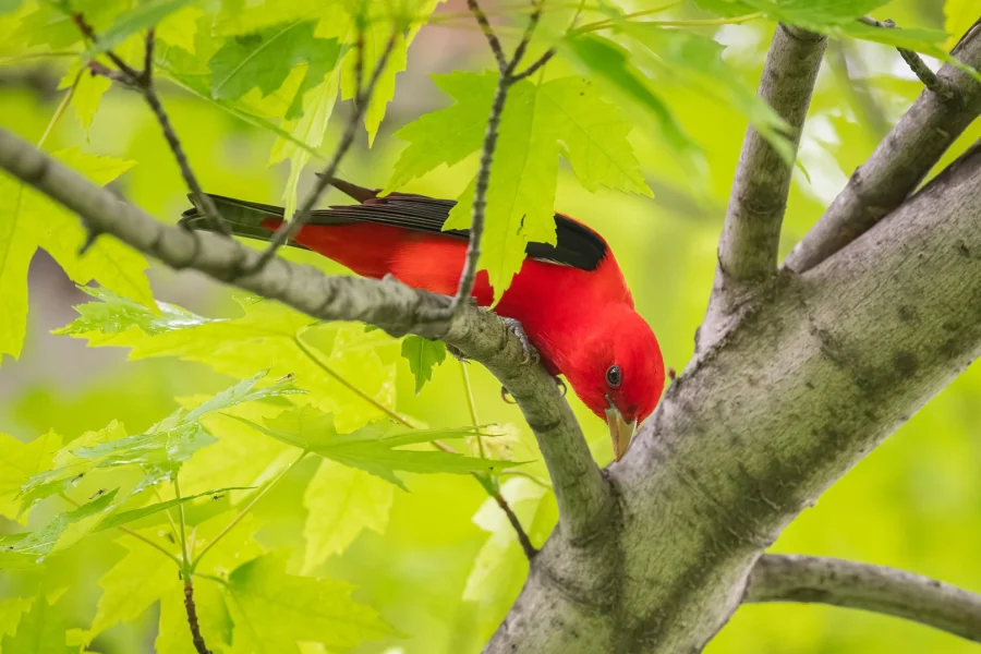Scarlet Tanager