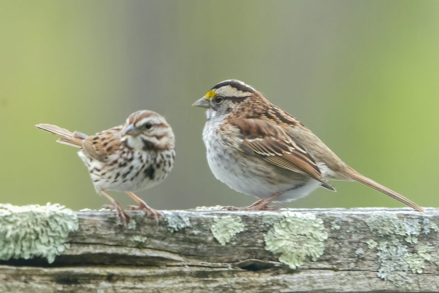 A song sparrow and a white-throated sparrow