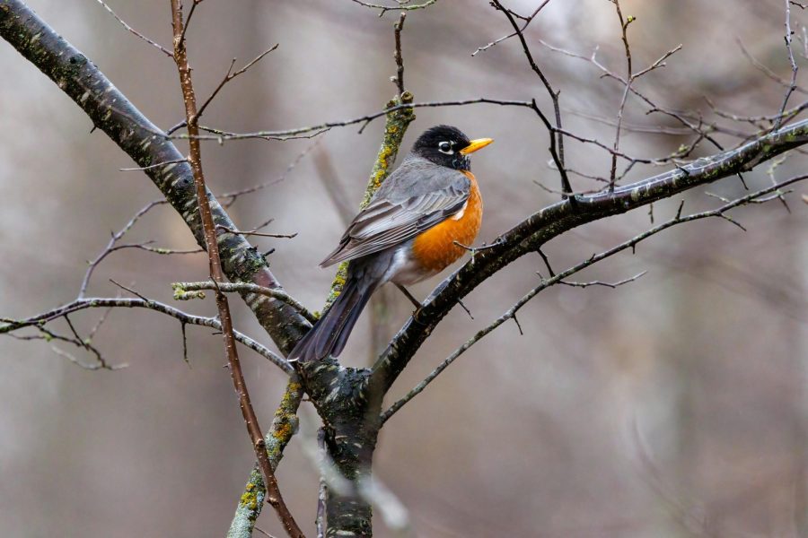 An American robin.