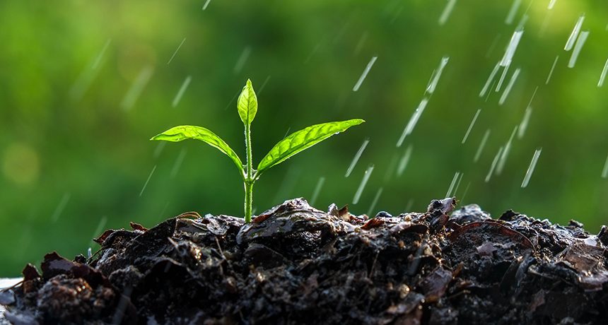 Raindrops fall on a plant
