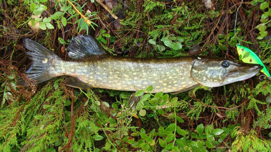 Northern Pike