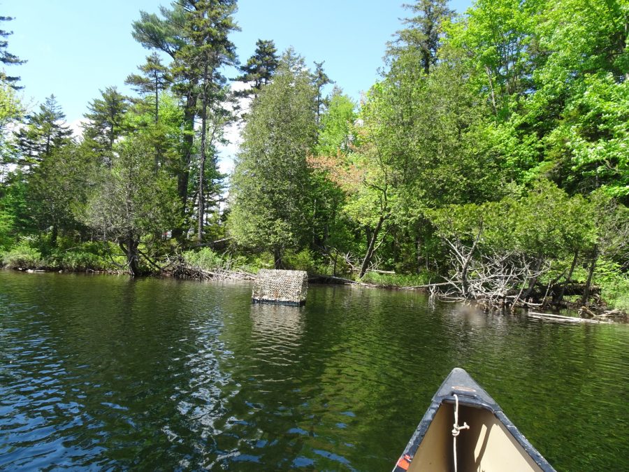 new Loon Platform on the water