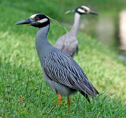 Yellow-Crowned Night Heron
