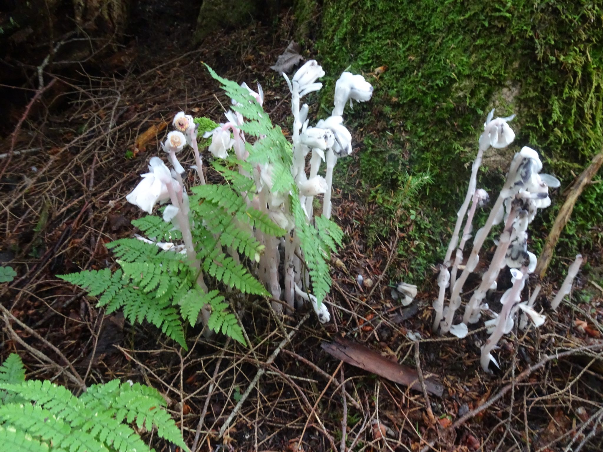 ghost flower