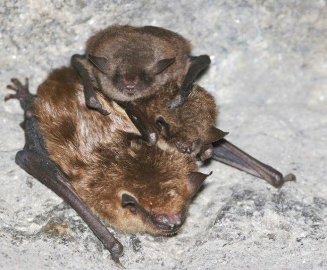 brown bats
