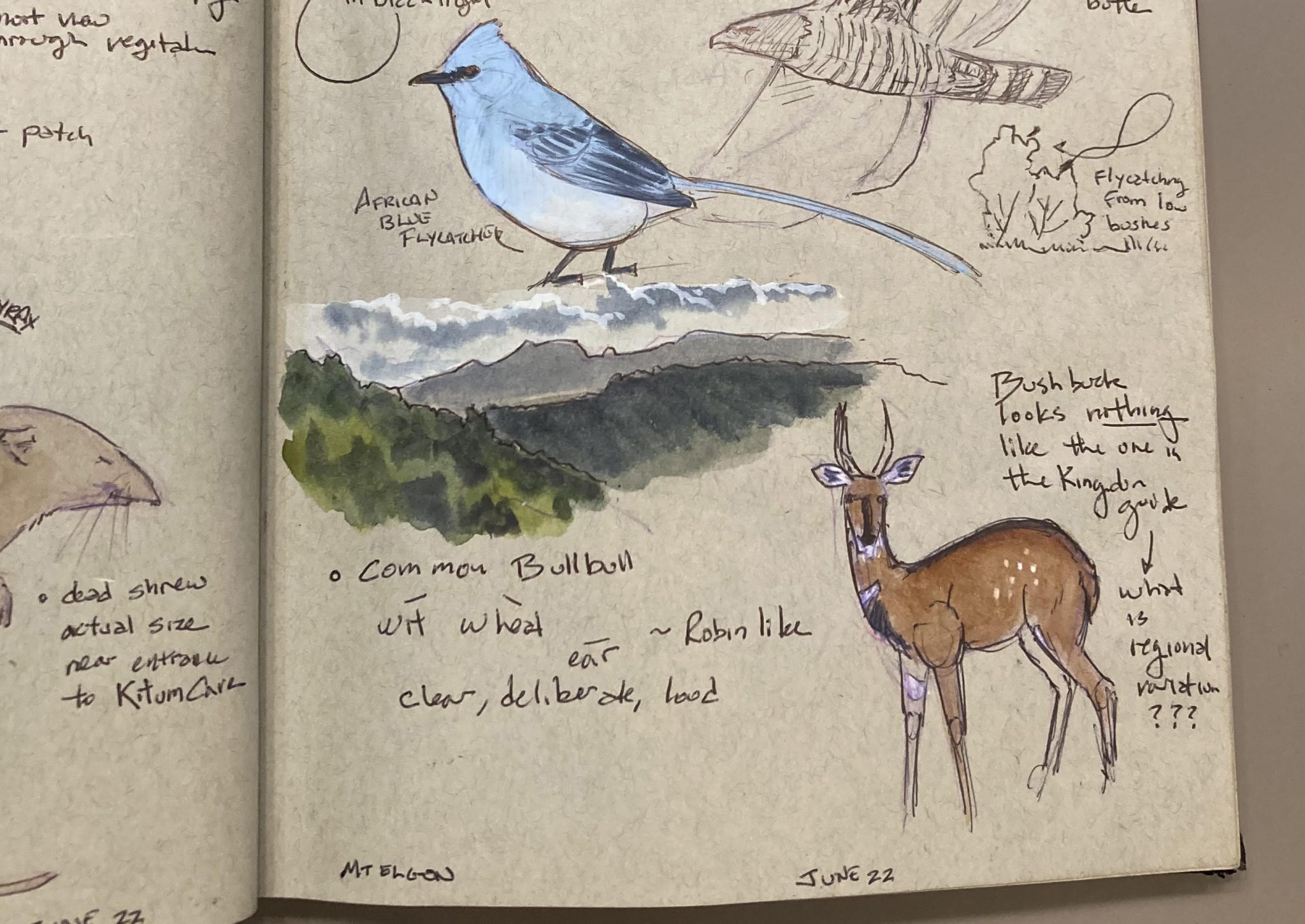 nature journal