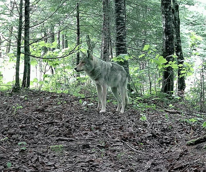 Wild canid