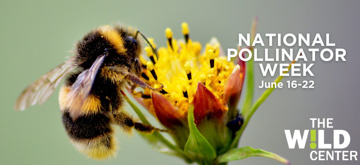 Pollinator Week graphic