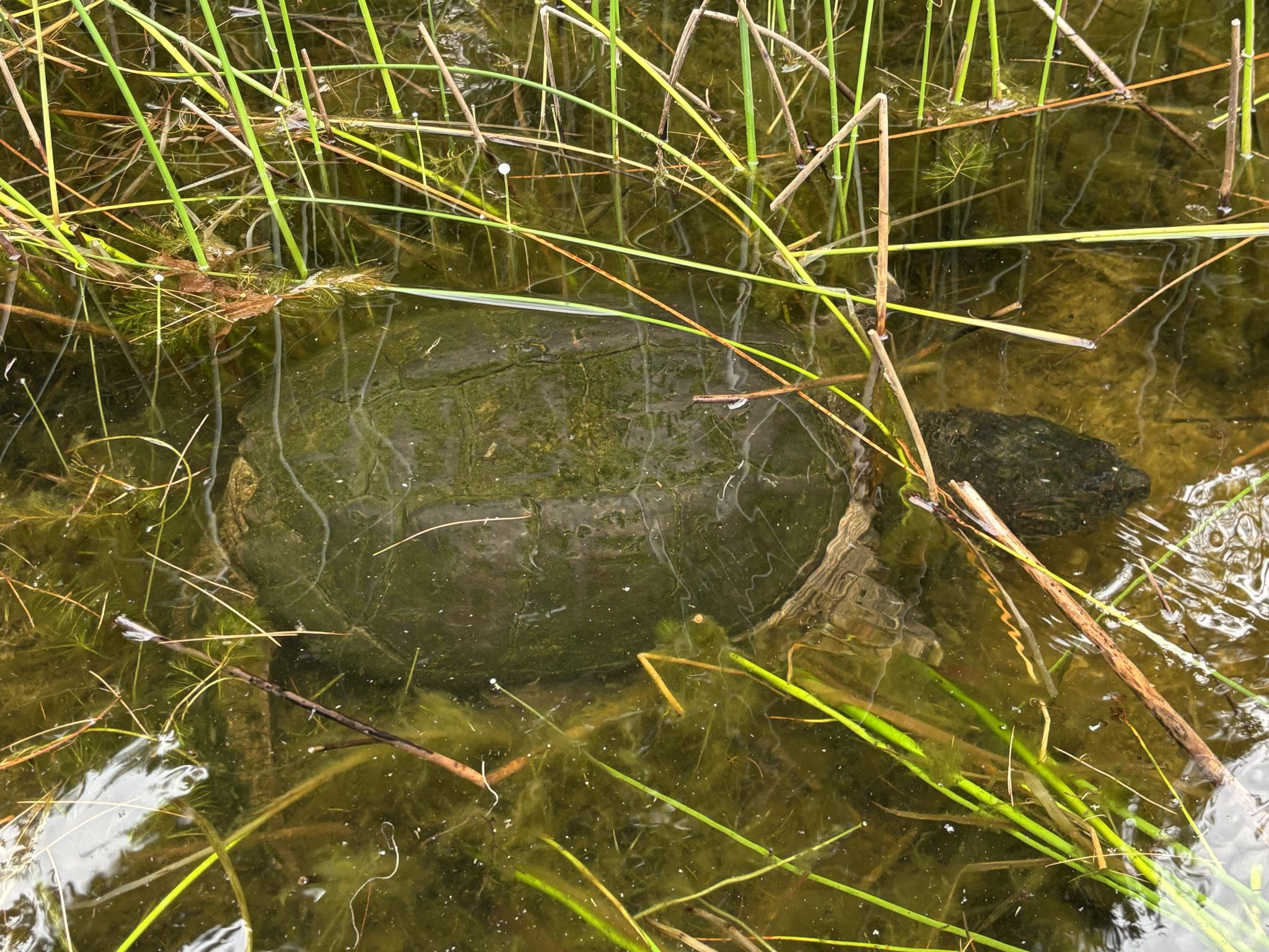 snapping turtle